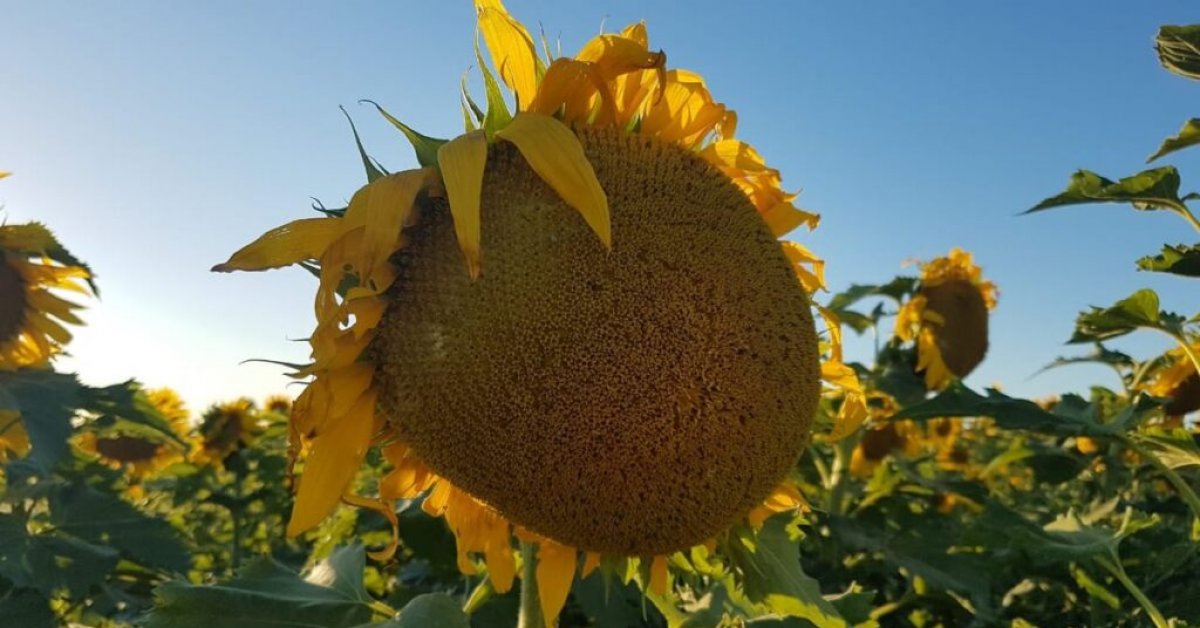 La cosecha de girasol culmina con bajos rendimientos en Santa Fe por la  sequía 