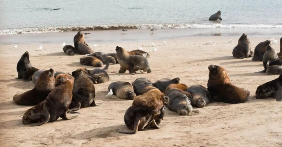 Confirmaron Un Nuevo Caso De Gripe Aviar En Lobos Marinos Y Hallaron