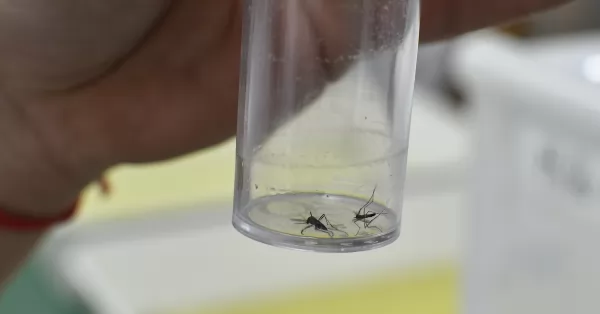 Los casos de dengue en Santa Fe se cuadruplicaron en los últimos cuatro días