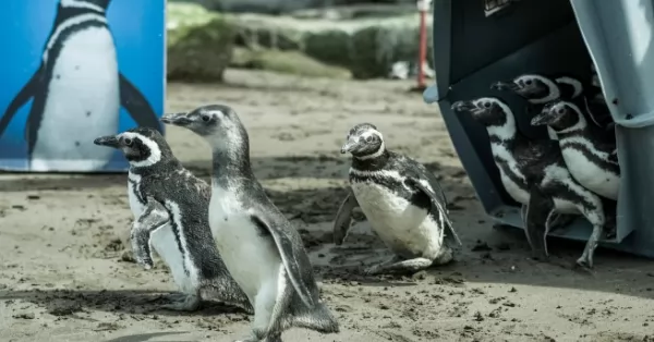 Diez pingüinos de Magallanes fueron liberados al mar 