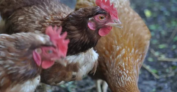 Senasa confirmó “Influenza aviar” en gallinas y patos muertos hallados en Villa Cañas
