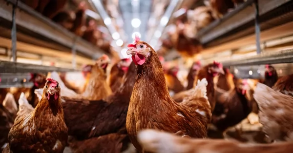 Influenza aviar: Informan los casos positivos de gripe en el país 