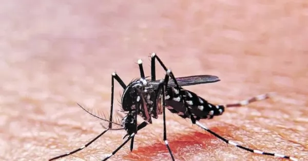 Descienden los casos de dengue en Santa Fe en una semana sin muertes