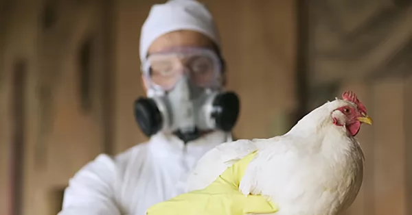Confirmaron el primer caso humano de gripe aviar en Chile