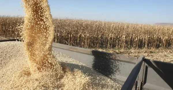Incautaron 230 toneladas de granos en operativos en Timbúes y Buenos Aires