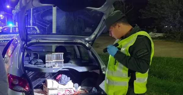 Cayó en el peaje con más de 50 aves silvestres en el baúl del auto 