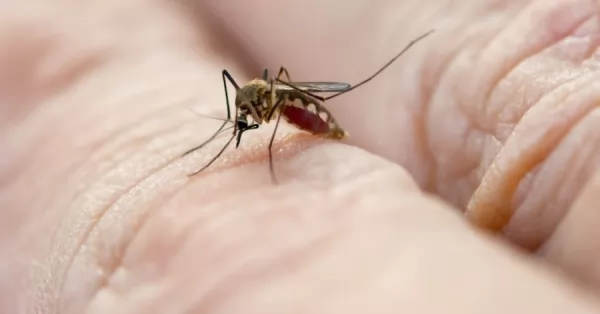 Dengue: crecieron un 62 por ciento los casos en Santa Fe y confirmaron el primer fallecido