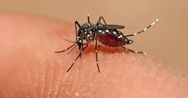Piden extremar los cuidados para prevenir el dengue y el chikungunya