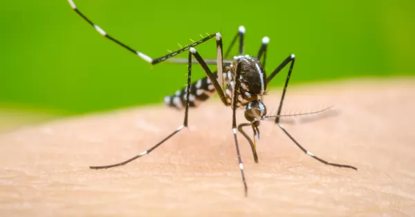 Detectaron diez casos de dengues en la provincia