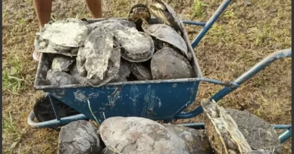 Una familia rescató a 70 tortugas de una laguna seca