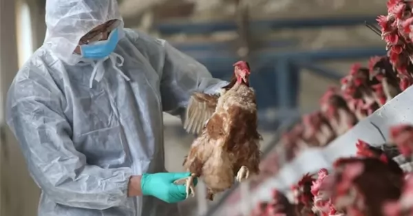Gripe aviar: el gobierno prohibió la exposición y venta de aves vivas 