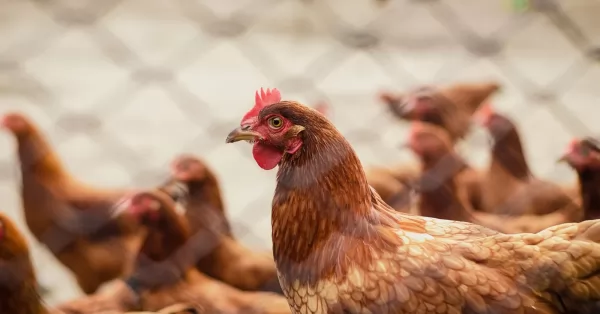Nuevos casos positivos de gripe aviar en aves de traspatio en Córdoba y ya suman 24 en el país