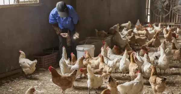 El Senasa confirmó primer caso de gripe aviar en Río Negro y suspende las exportaciones