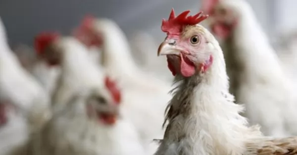 Gripe aviar: nuevo caso positivo en aves de traspatio en Buenos Aires y ya son 26 en el país