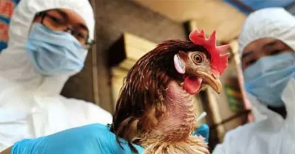 El Senasa informó que no se detectaron nuevos casos positivos de gripe aviar