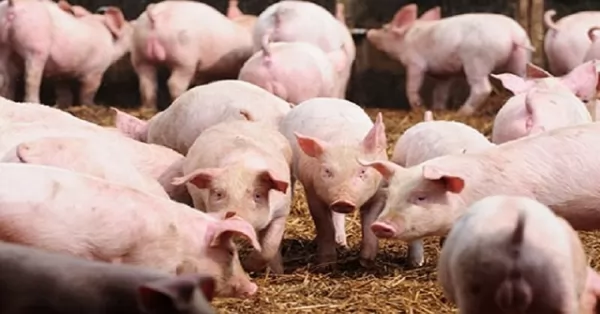 Más de 500 cerdos murieron asfixiados tras un corte de luz en Mendoza