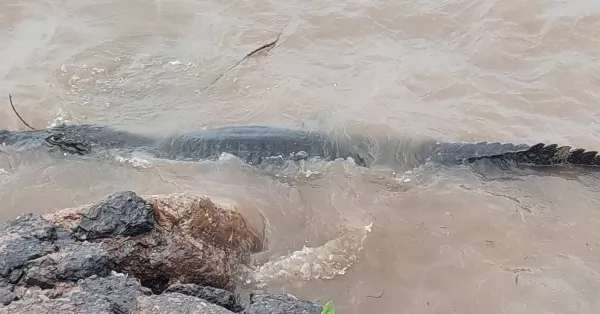 Un yacaré de dos metros apareció en las costas del Río Paraná en San Lorenzo  