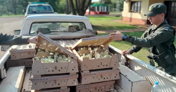 El Senasa decomisó 1500 pollitos sin aval sanitario que provenían de Brasil