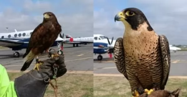 El aeropuerto internacional de Rosario sumó dos aves rapaces al equipo de control aviar