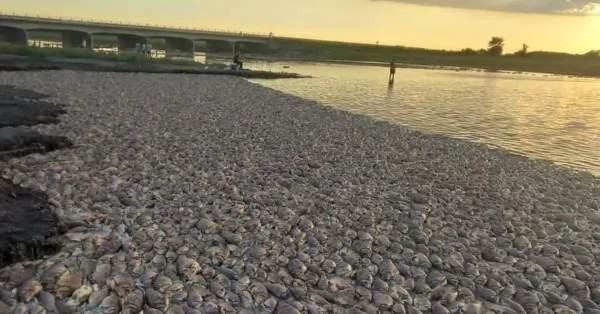 Mortandad de peces en una laguna de Santa Fe: confirman que se debió a la falta de oxígeno en el agua