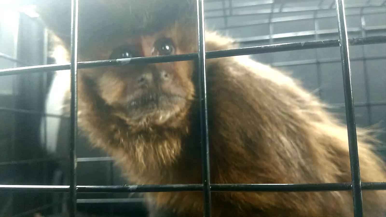 Rescataron un mono carayá que era tenido como mascota en una vivienda de Granadero Baigorria