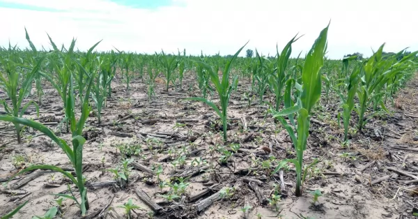 Sequía: productores santafesinos analizan destruir los cultivares de maíz para sembrar soja tardía