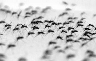 Desde la Municipalidad aseguran haber disminuido el 50 por ciento de los mosquitos en San Lorenzo 