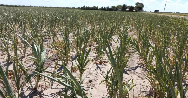 Santa Fe: la sequía también complica los cultivos tardíos de soja y maíz 