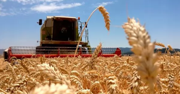 Aumentan un 3,2 por ciento los productos del fideicomiso del trigo
