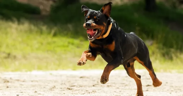 Un niño fue atacado por perros Rottweiler y está gravemente herido 