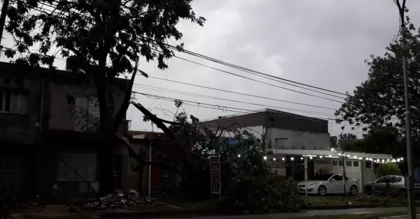 Temporal en San Lorenzo: se quebraron gran parte de los árboles de bulevar Urquiza 