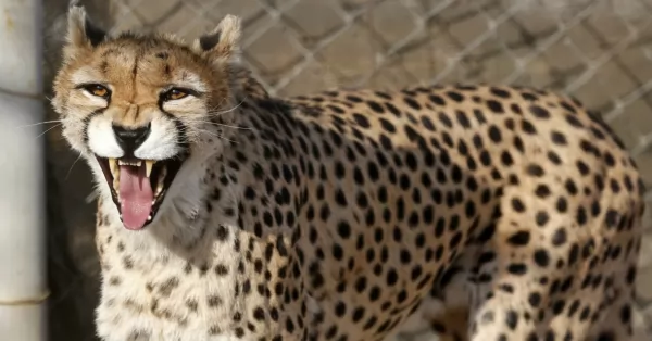 Una guepardo asiático dio luz a tres cachorros en Irán