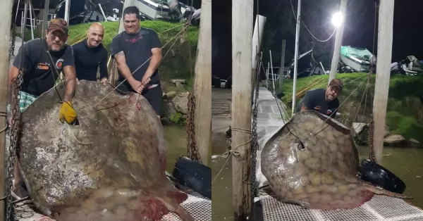 Pescaron una raya de 250 kilos frente a la costa de San Lorenzo