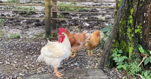 Confirmaron dos casos positivos en aves de traspatio en Córdoba y Santa Fe