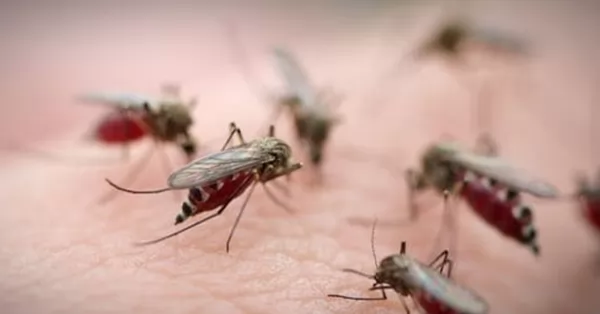 Investigadores desarrollan una formulación líquida para combatir el dengue