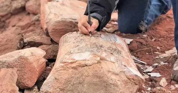 Hallaron el fémur de un titanosaurio en Añelo, provincia de Neuquén
