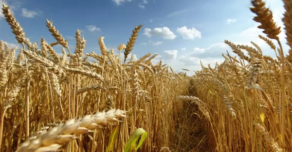 Advierten que la siembra de trigo bajará un 50 por ciento a causa de la sequía