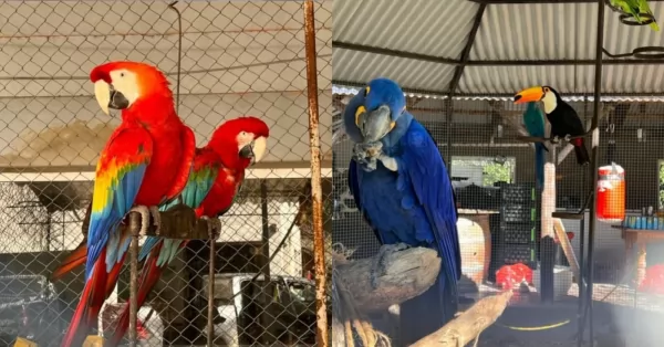 Rescataron 19 aves en peligro de extinción y detuvieron a dos personas 
