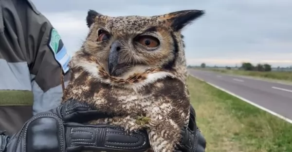 Rescataron a búho desorientado sobre la banquina de la Ruta 11