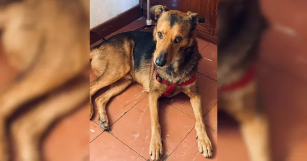 Buscan a perrito salteño que iba a viajar a EE.UU. tras la muerte de su dueño y se perdió en Villa La Ribera