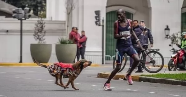 Un maratonista keniano fue atacado por un perro en la Maratón de Buenos Aires y perdió la carrera