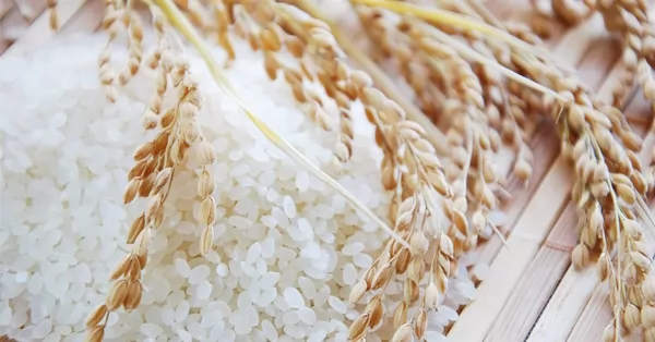 El precio del arroz alcanzó su mayor nivel en 15 años 