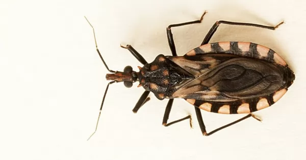 En Argentina hay más de 1.5 millones de personas con infección por el Mal de Chagas