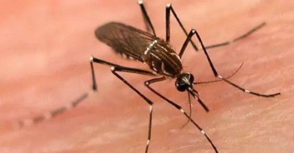 Un sanlorencino se encuentra internado por un cuadro de dengue