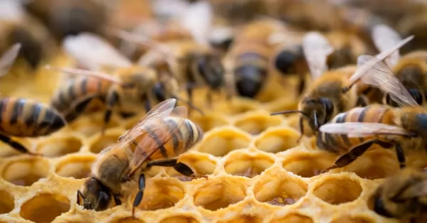 Recomendaciones ante la aparición de enjambres de abejas en viviendas o espacios públicos