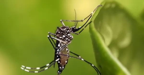 Se registra circulación de dengue en 14 jurisdicciones del país 