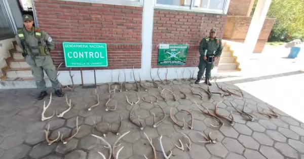 Incautaron hojas de coca y 57 astas de ciervo en encomiendas