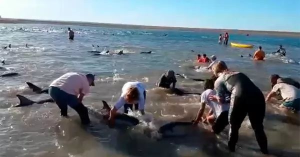 Rescataron a 300 delfines varados en el Golfo de San Matías 
