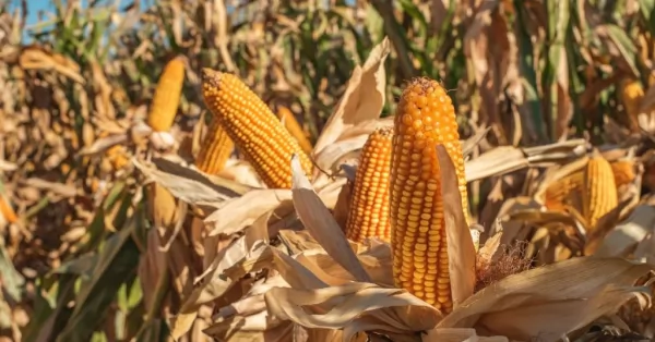 Buena reacción del maíz tardío a las lluvias caídas en últimos días en centro y norte de Santa Fe