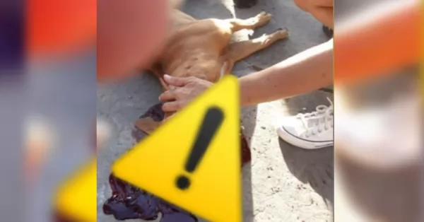 Un perrito murió tras explotarle una bomba de estruendo durante los festejos en San Lorenzo